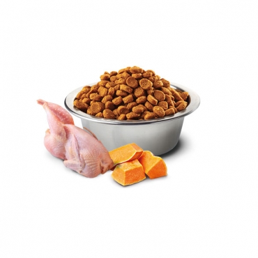 Pumpkin Quail Adult