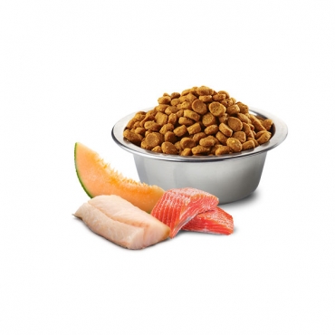 Ocean Dog Salmon, Cod and Cantaloupe Melon Adult Giant Maxi