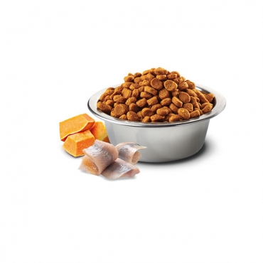 Ocean Codfish, Pumpkin&Orange Adult medium&maxi