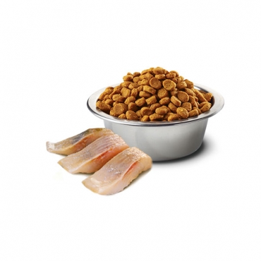 Ocean Herring&Orange Neutered Adult